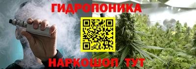 крисы Кингисепп